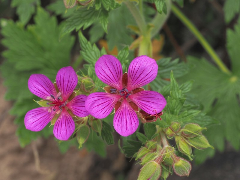 Geranium lindenianum photo 8
