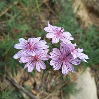 Geranium linearilobum