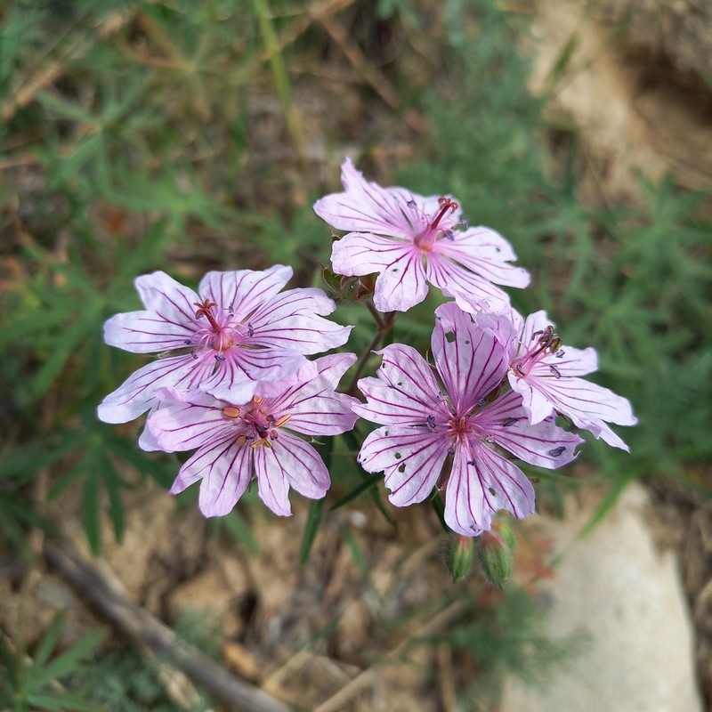 Geranium linearilobum