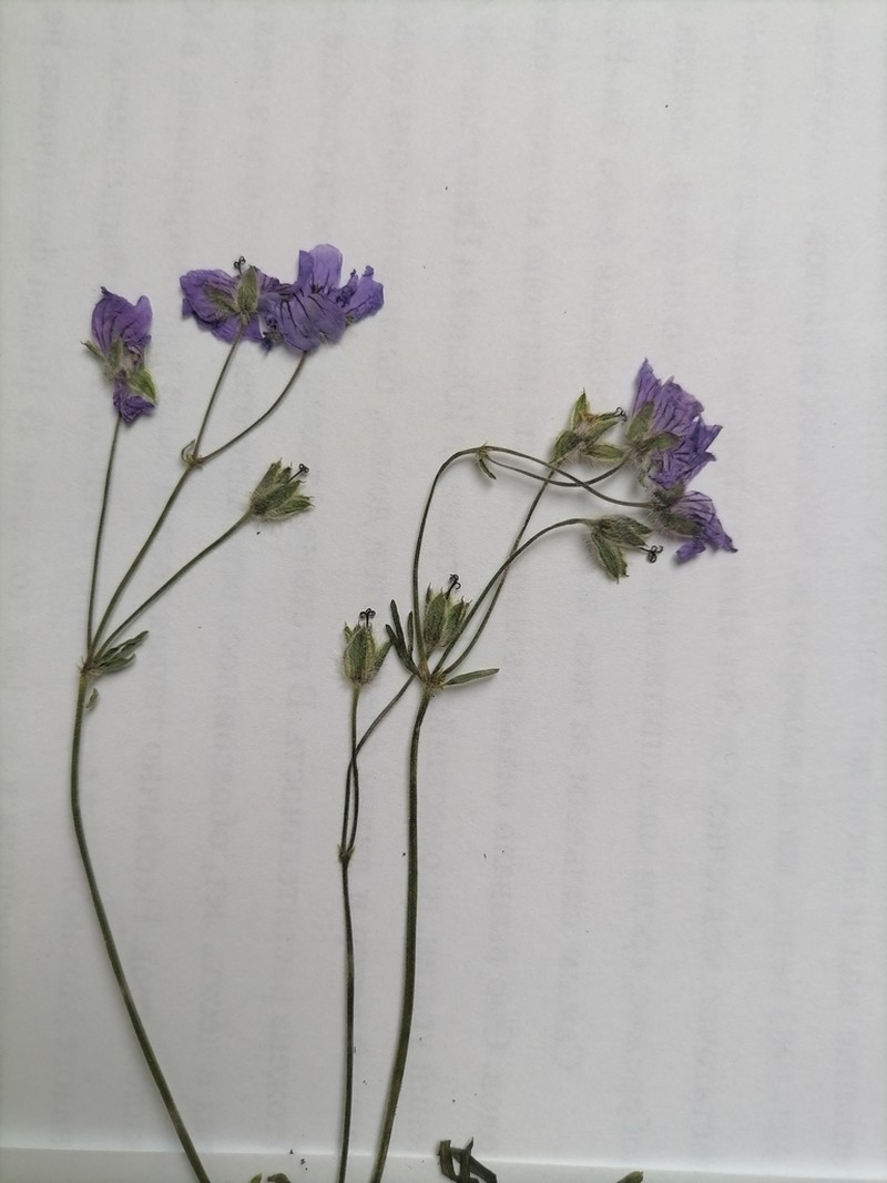 Geranium linearilobum photo 4