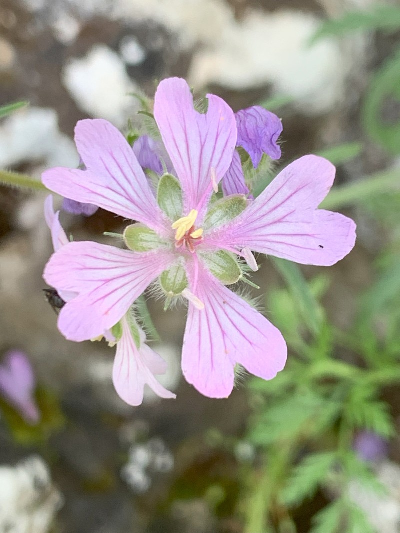 Geranium linearilobum photo 5