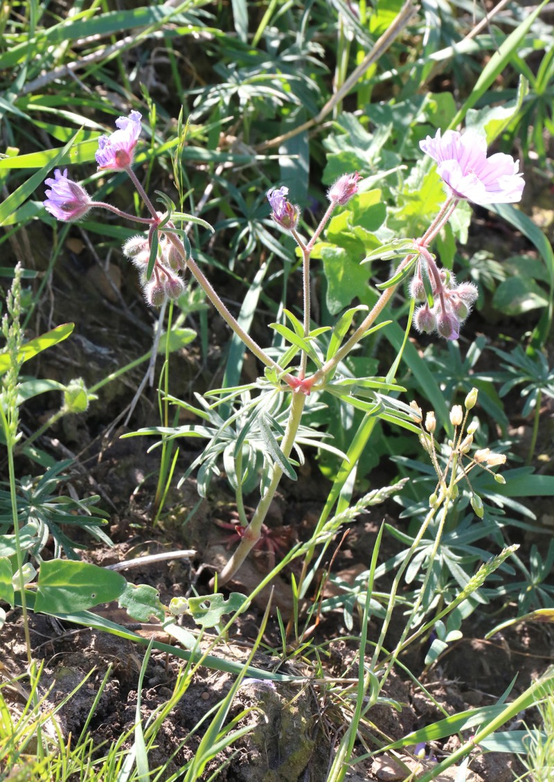 Geranium linearilobum photo 6