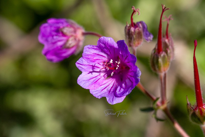 Geranium linearilobum photo 7