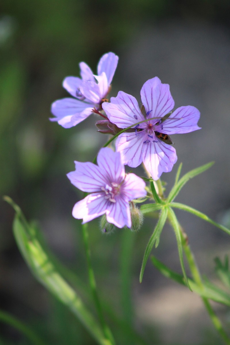 Geranium linearilobum photo 8