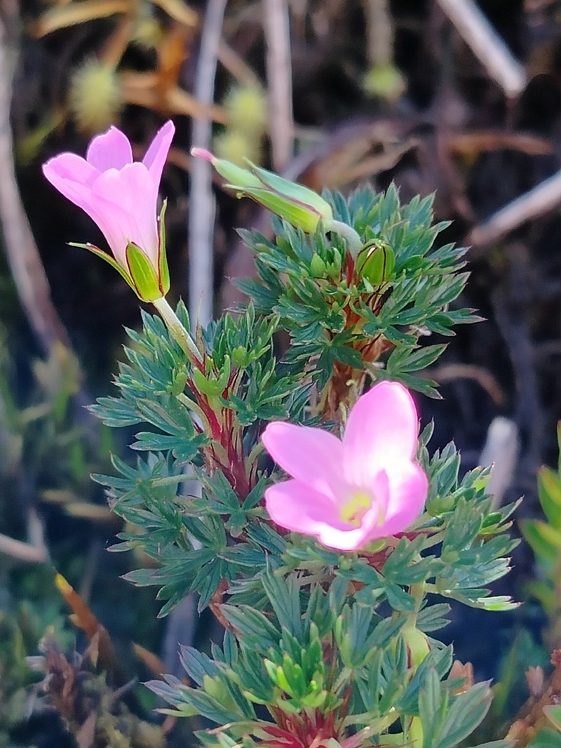 Geranium loxense