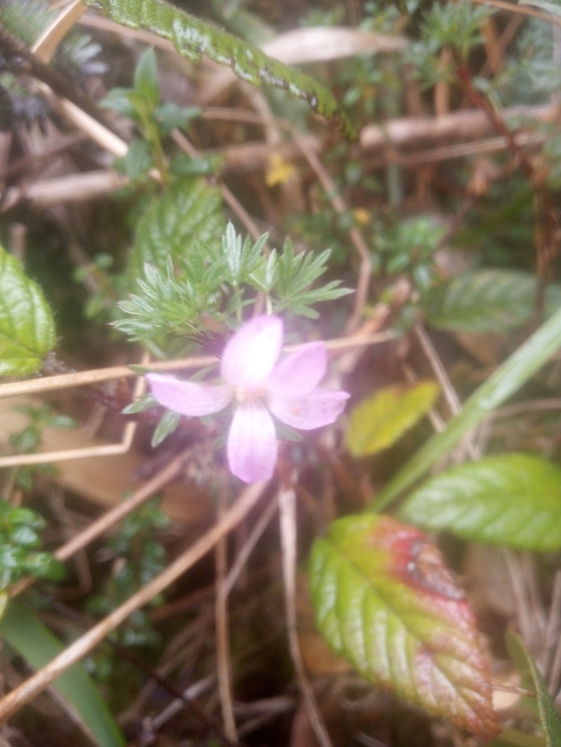 Geranium loxense photo 2