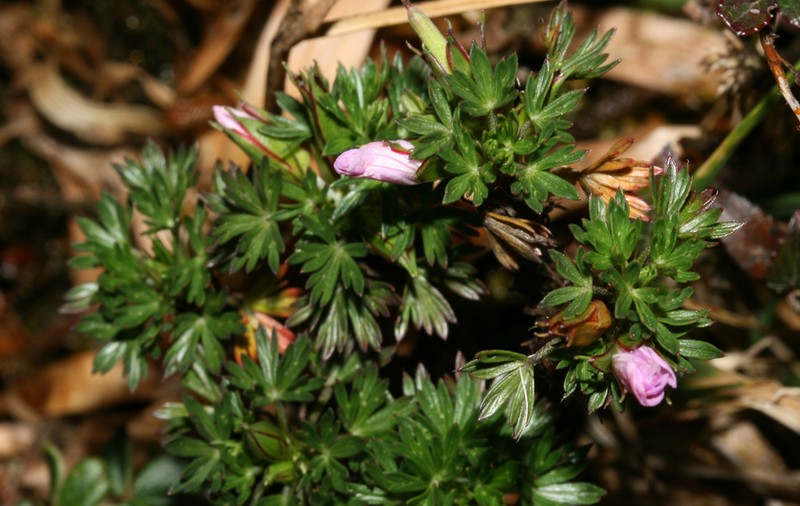 Geranium loxense photo 3