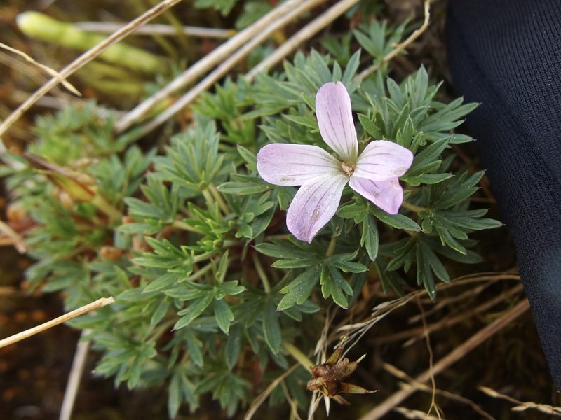Geranium loxense photo 4
