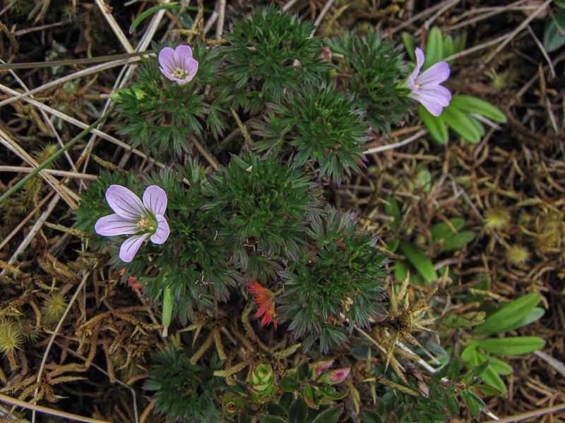 Geranium loxense photo 5