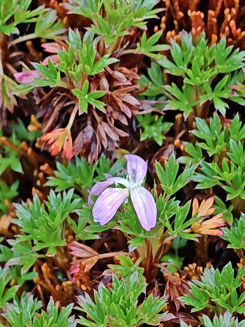 Geranium loxense photo 6