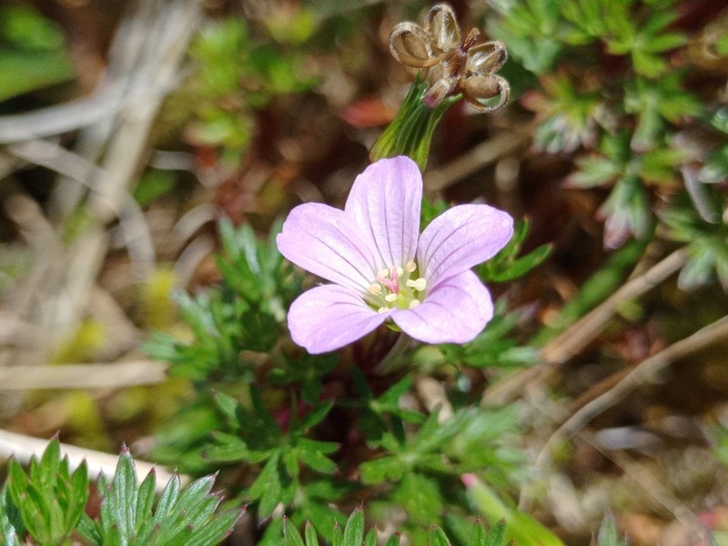 Geranium loxense photo 7