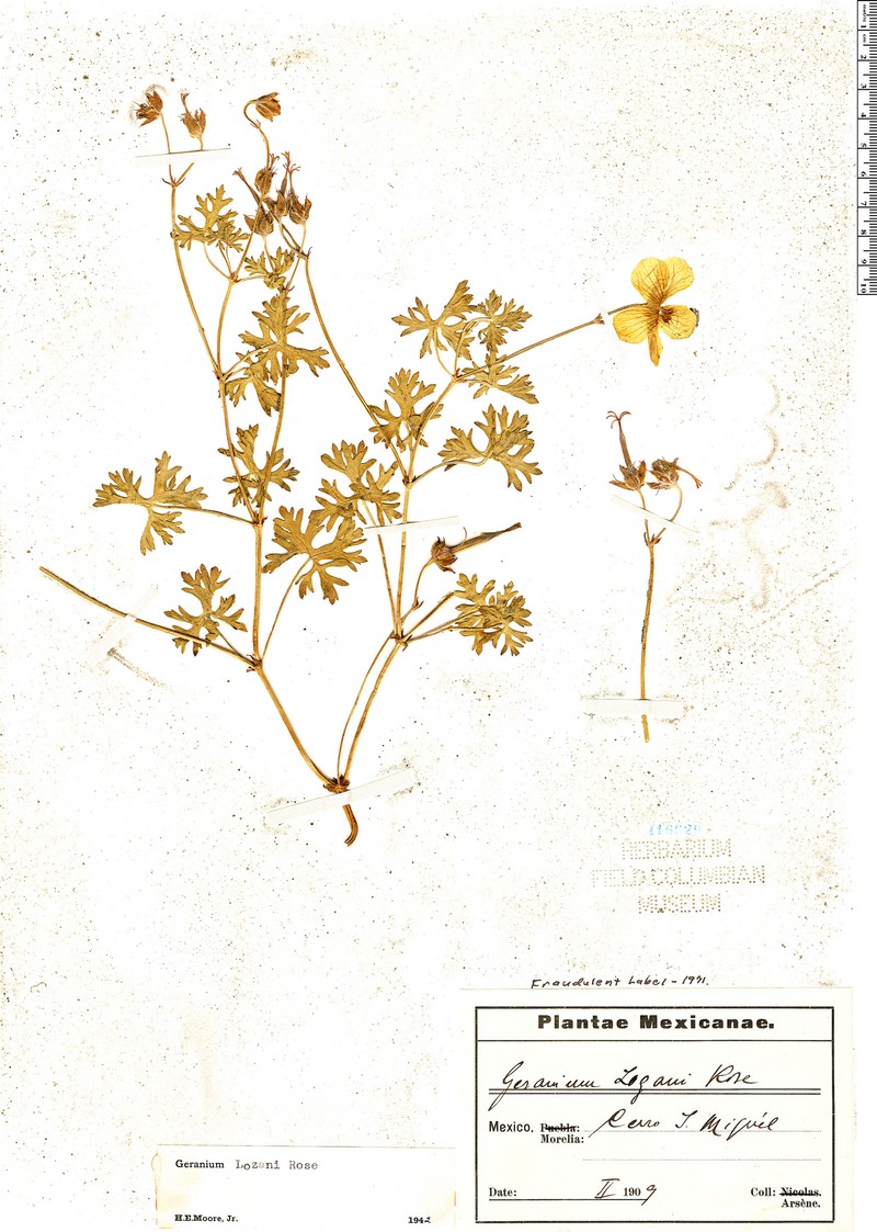 Geranium lozanoi