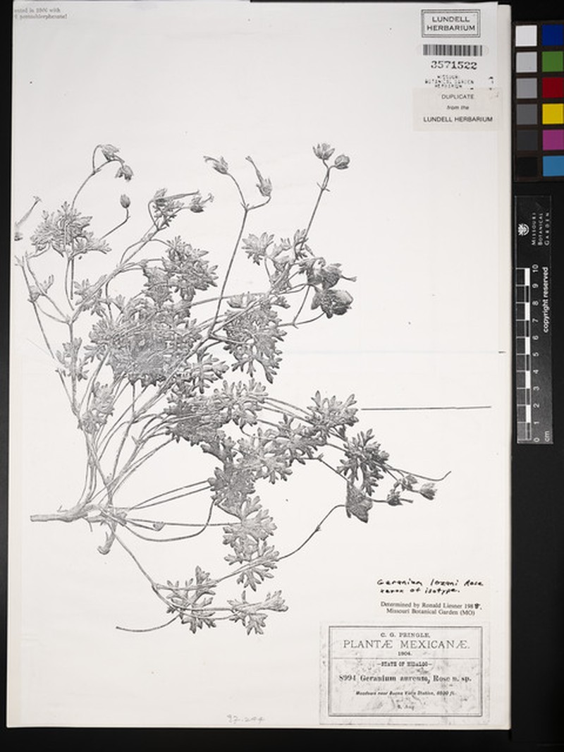 Geranium lozanoi photo 2