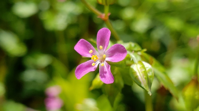 Shining Geranium photo 4