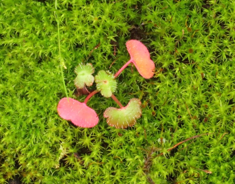Shining Geranium photo 5
