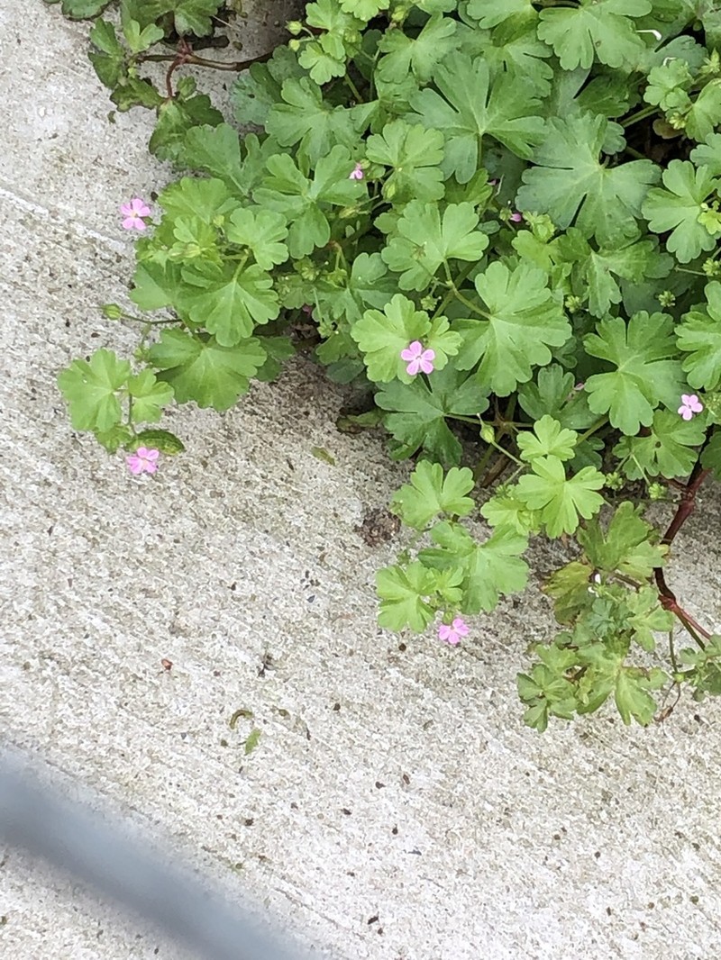Shining Geranium photo 6