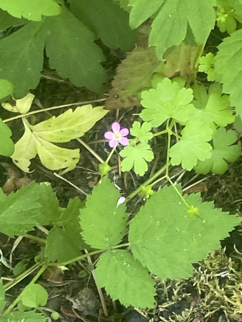Shining Geranium photo 7