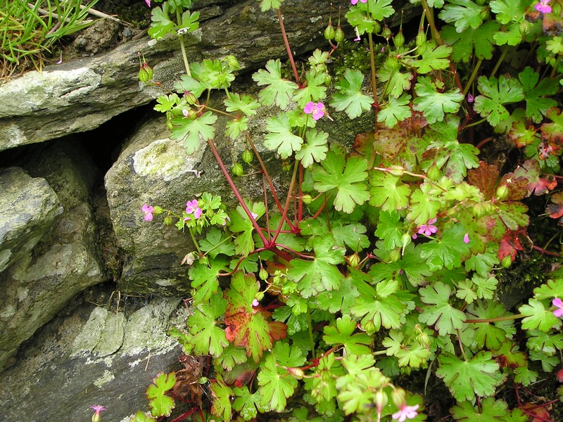 Shining Geranium photo 5