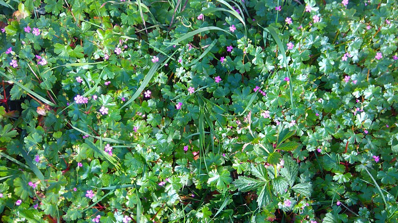 Shining Geranium photo 6