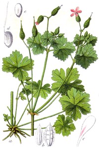 Shining Geranium