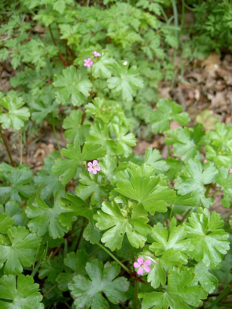 Shining Geranium photo 2