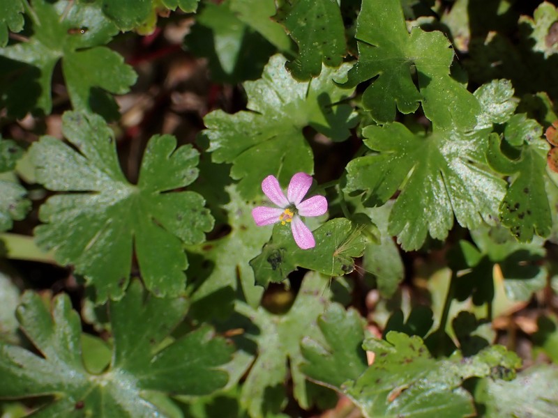 Shining Geranium photo 3