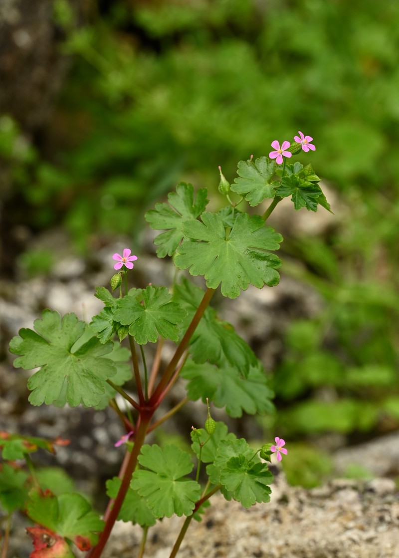 Shining Geranium photo 4