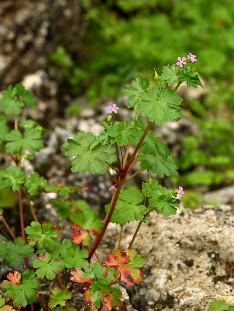 Shining Geranium photo 8