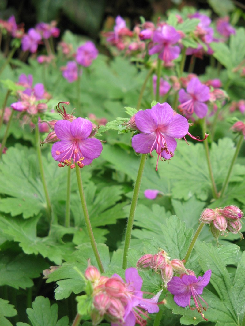 Geranium macrorrhizum photo 2