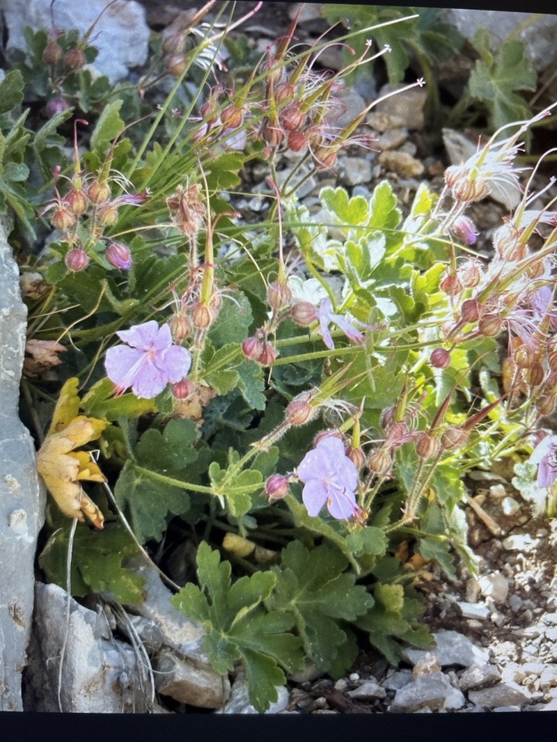 Geranium macrorrhizum photo 3