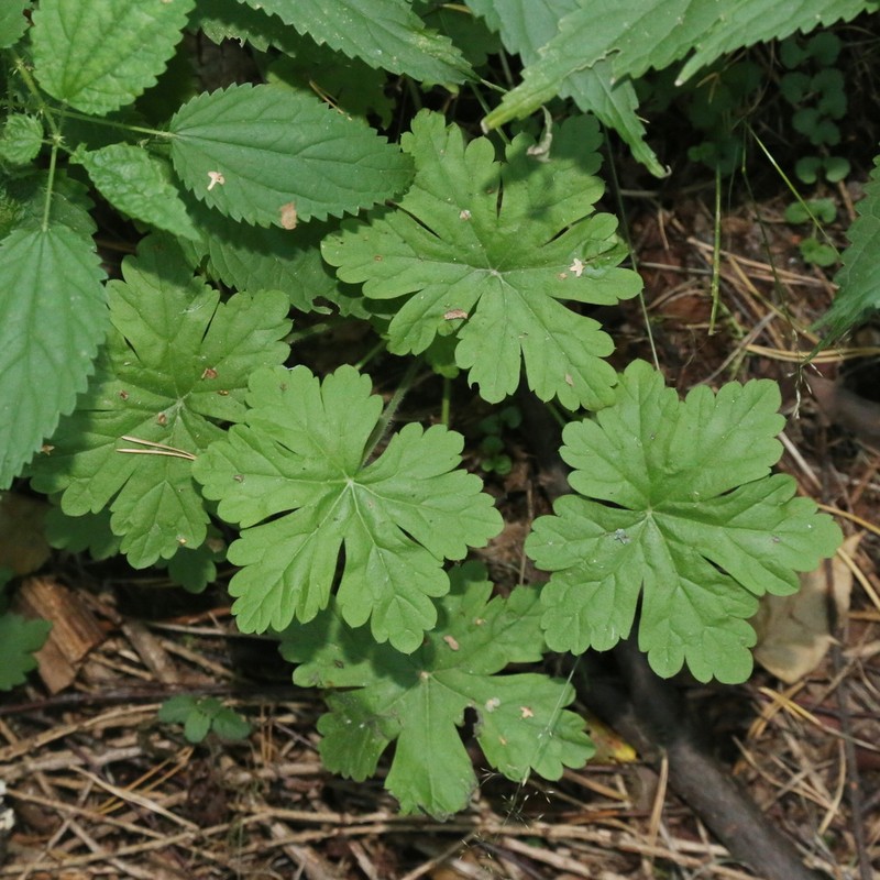 Geranium macrorrhizum photo 4
