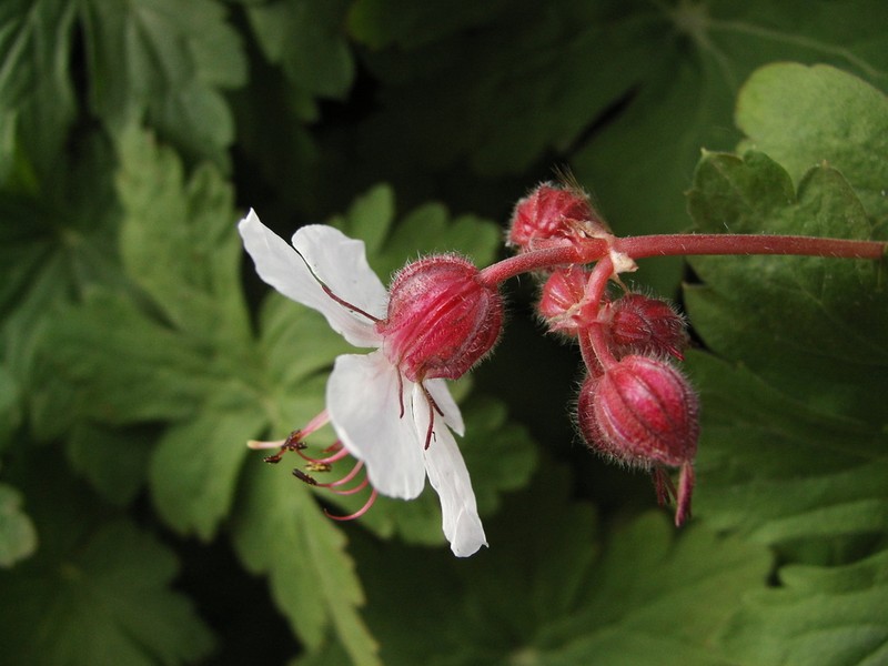 Geranium macrorrhizum photo 5