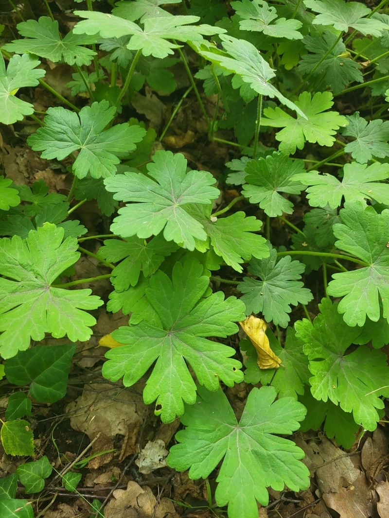 Geranium macrorrhizum photo 6
