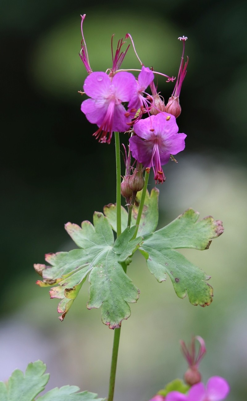 Geranium macrorrhizum photo 7