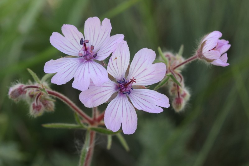 Geranium macrostylum