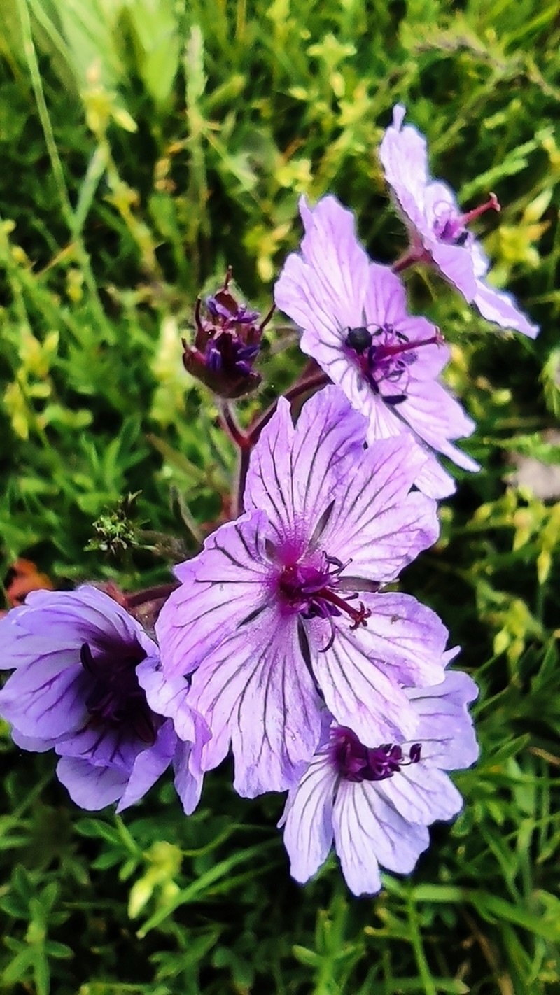 Geranium macrostylum photo 2