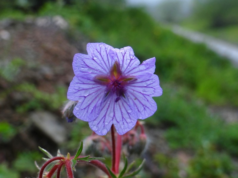 Geranium macrostylum photo 3