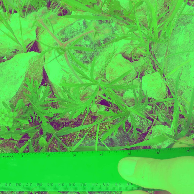 Geranium macrostylum photo 4