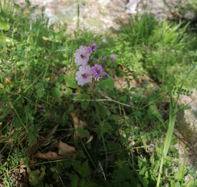 Geranium macrostylum photo 5