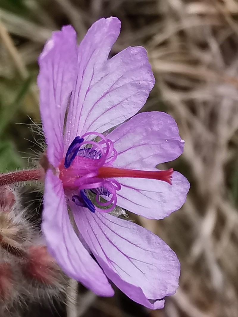 Geranium macrostylum photo 7