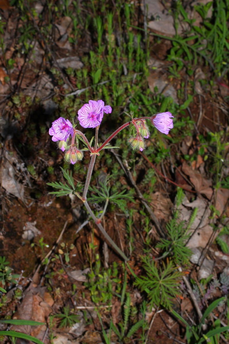 Geranium macrostylum photo 8