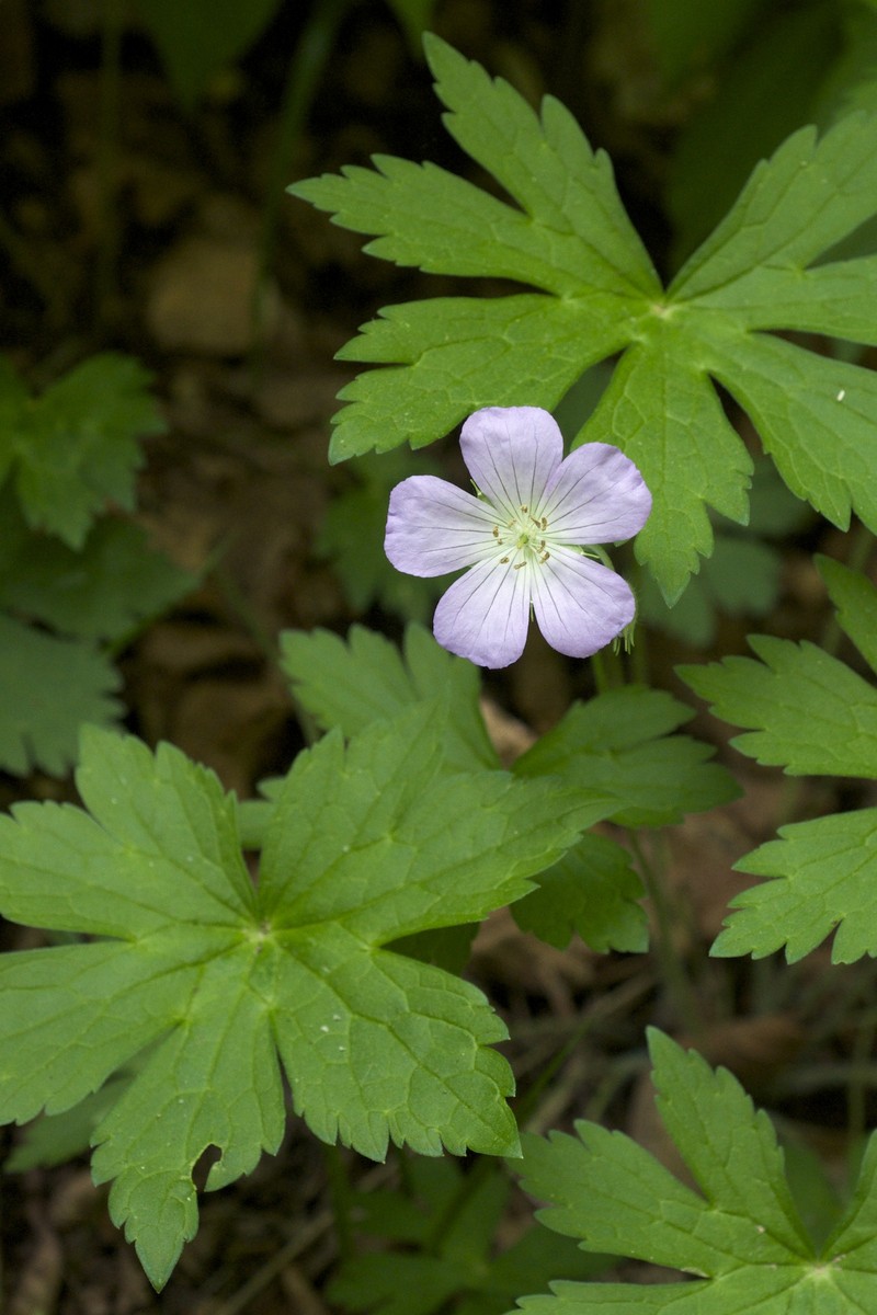 Spotted Geranium