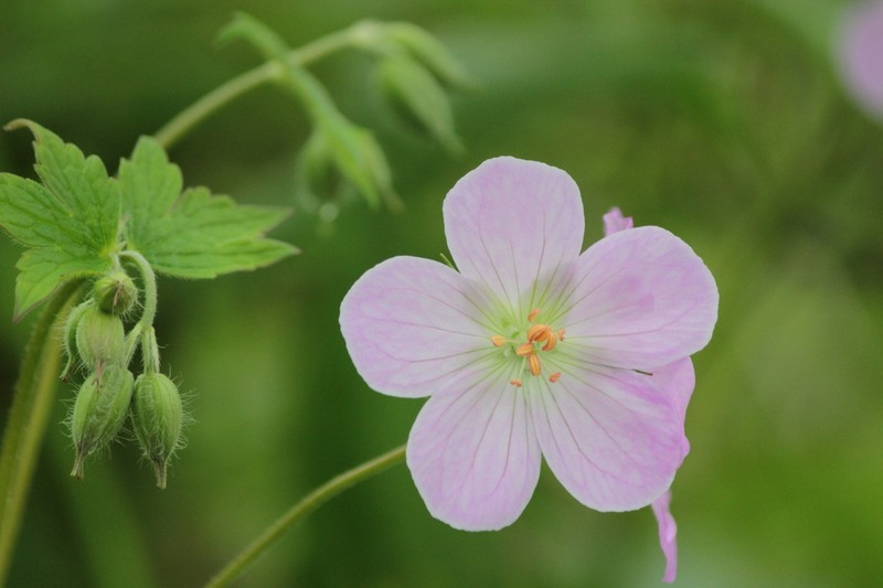 Spotted Geranium