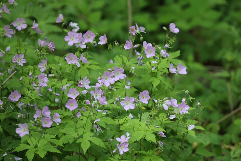 Spotted Geranium photo 2
