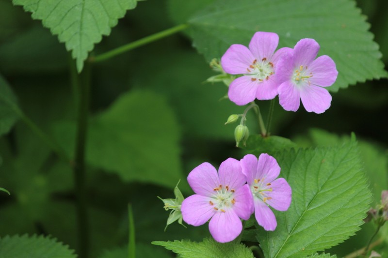 Spotted Geranium photo 3