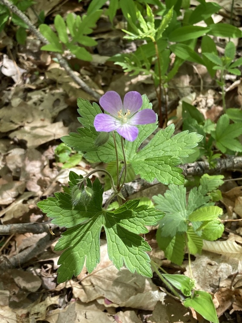 Spotted Geranium photo 4