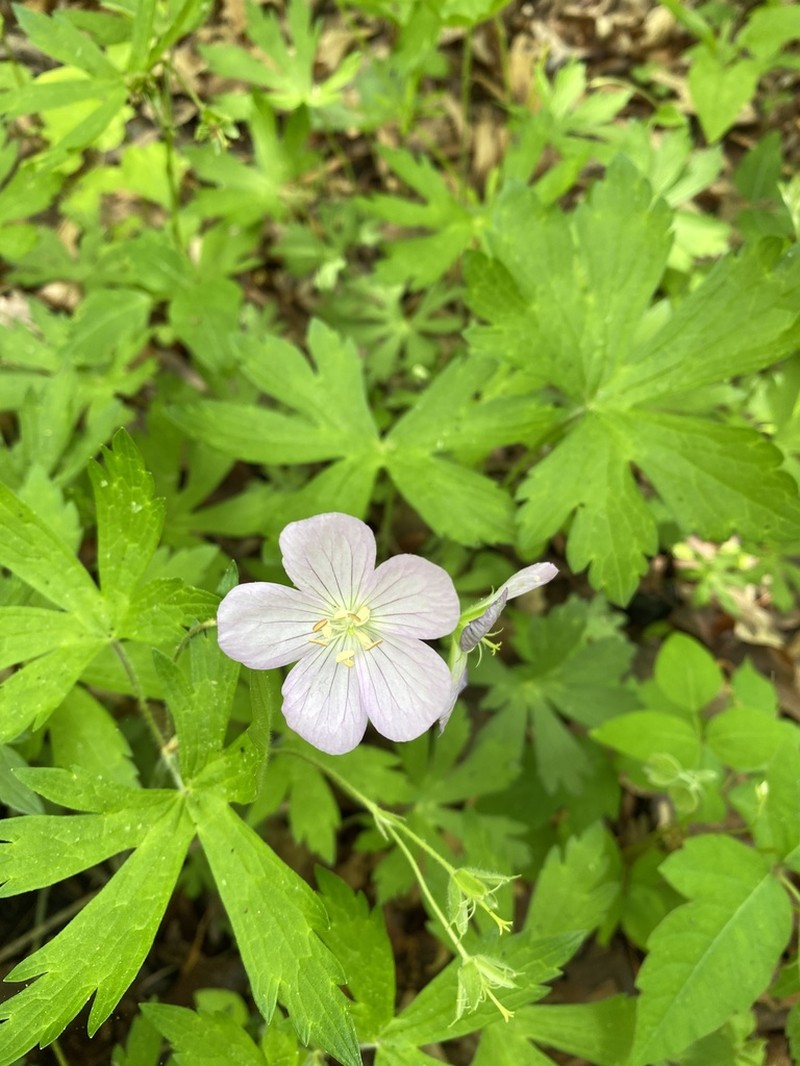 Spotted Geranium photo 5