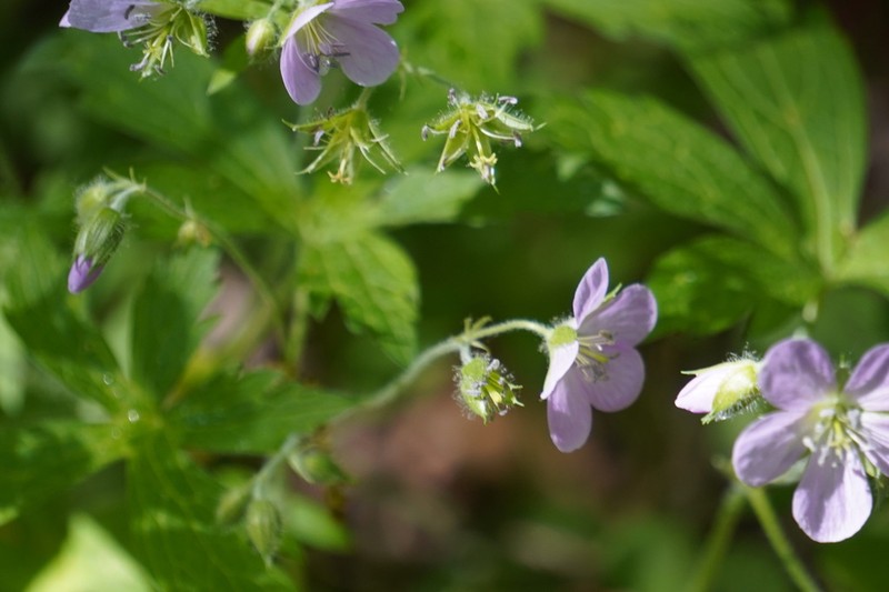 Spotted Geranium photo 7