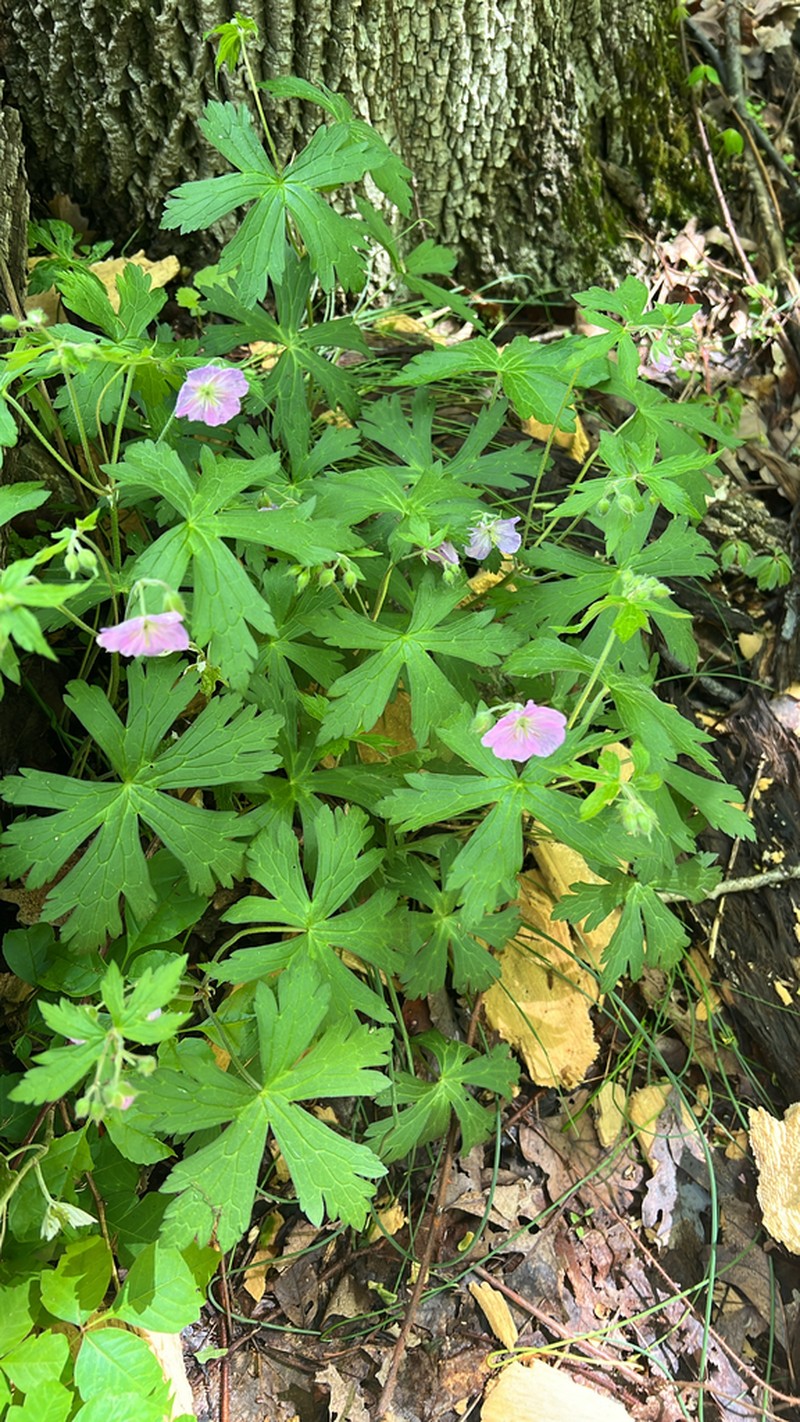 Spotted Geranium photo 8