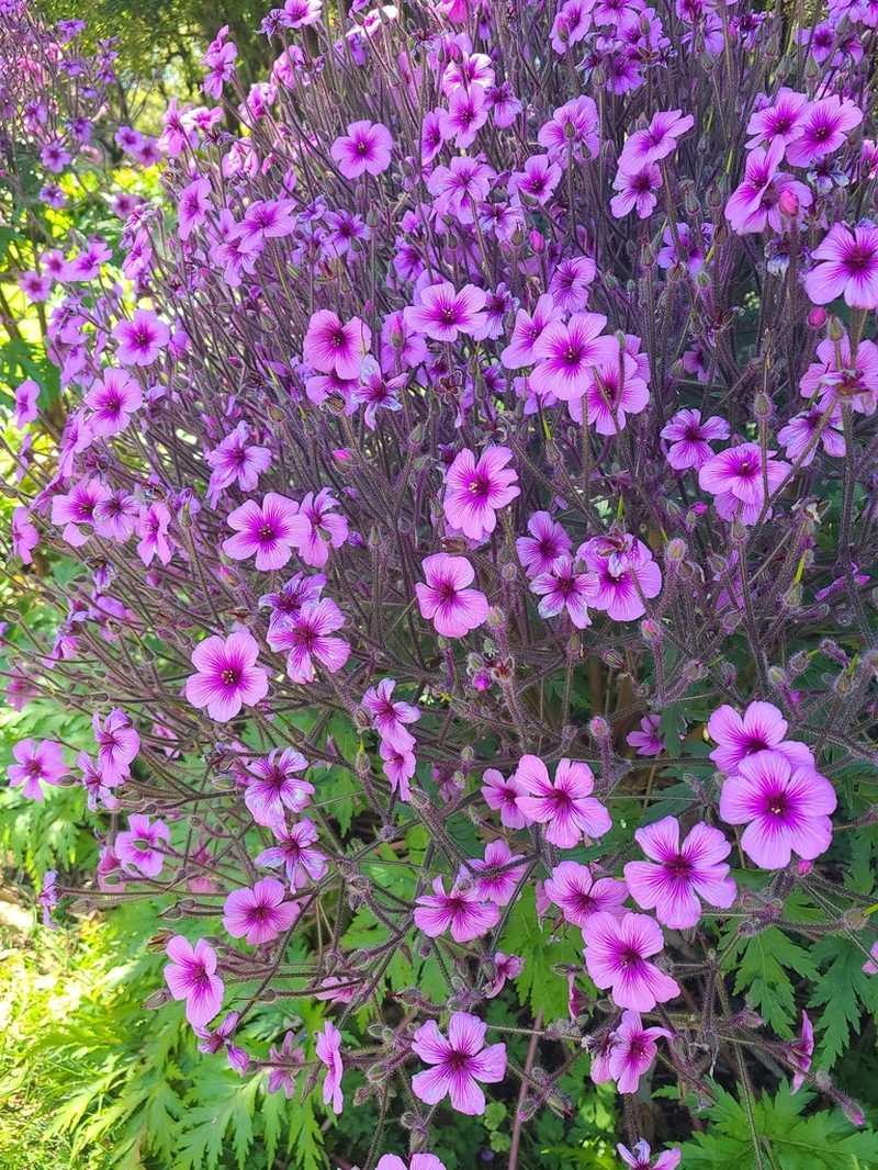 Madiera Cranesbill photo 2